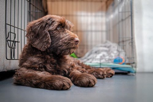 Gezond gewicht bij Labradoodles: zo voorkom je overgewicht