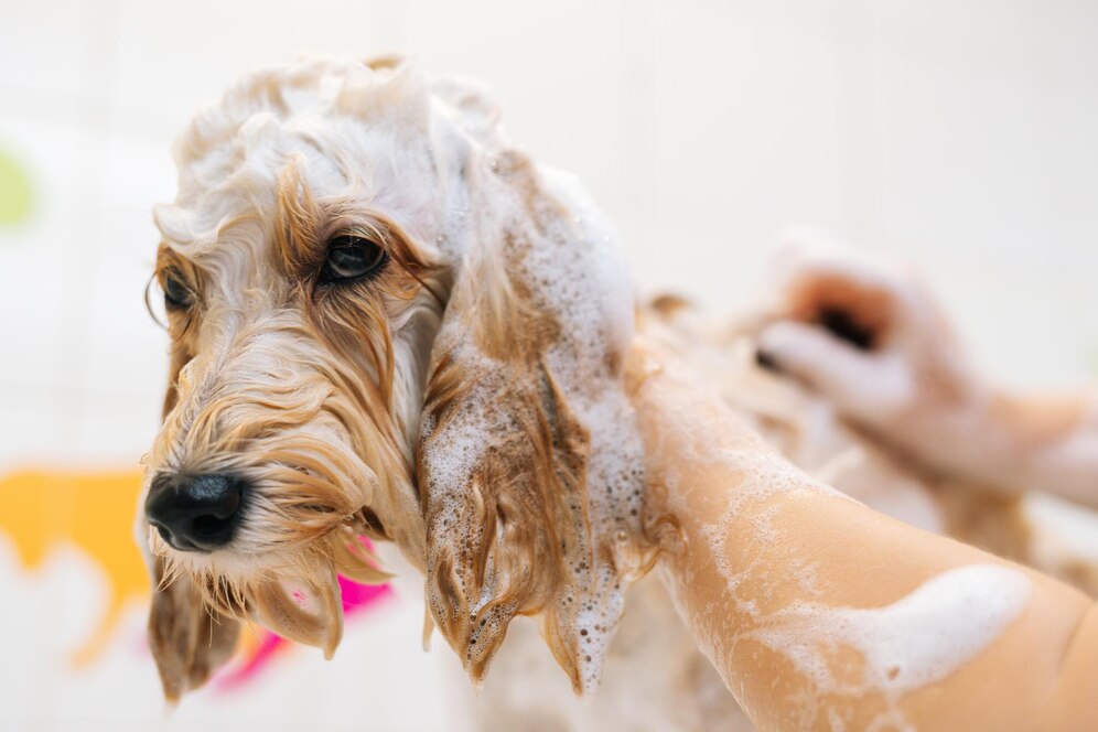 Hoe vaak moet een Labradoodle naar de trimsalon?