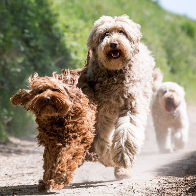 Trekken aan de lijn bij Labradoodles stoppen: praktische trainingstips